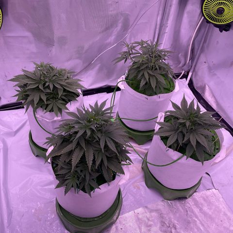 Strawberry Gorilla 🍓🦍, Bruce banner 🦖, OG kush growlog timeline photo