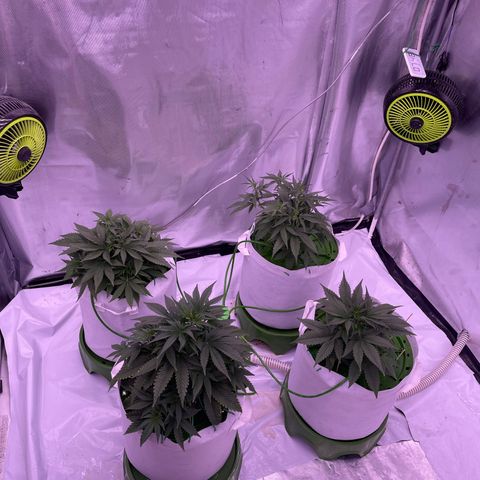 Strawberry Gorilla 🍓🦍, Bruce banner 🦖, OG kush growlog timeline photo
