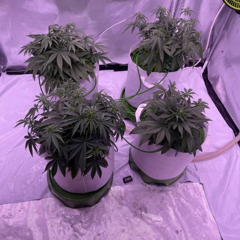 Strawberry Gorilla 🍓🦍, Bruce banner 🦖, OG kush growlog timeline photo