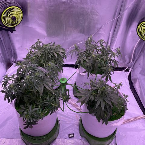 Strawberry Gorilla 🍓🦍, Bruce banner 🦖, OG kush growlog timeline photo