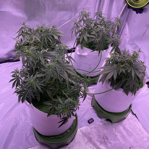Strawberry Gorilla 🍓🦍, Bruce banner 🦖, OG kush growlog timeline photo