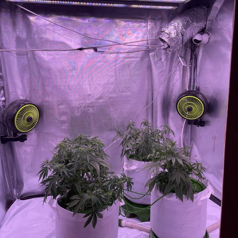Strawberry Gorilla 🍓🦍, Bruce banner 🦖, OG kush growlog timeline photo