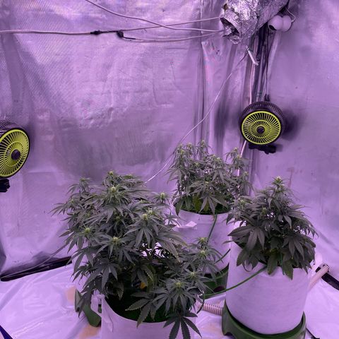 Strawberry Gorilla 🍓🦍, Bruce banner 🦖, OG kush growlog timeline photo