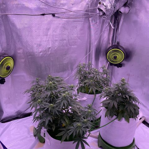 Strawberry Gorilla 🍓🦍, Bruce banner 🦖, OG kush growlog timeline photo