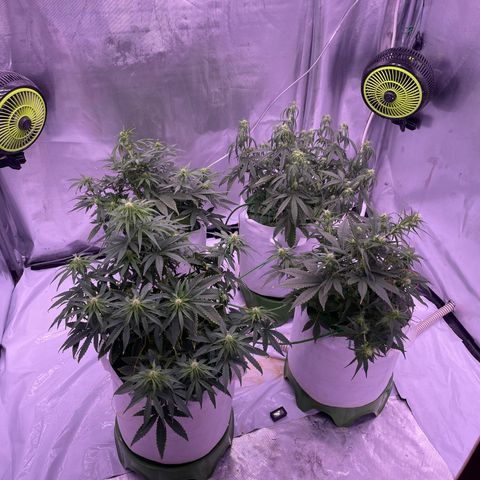 Strawberry Gorilla 🍓🦍, Bruce banner 🦖, OG kush growlog timeline photo