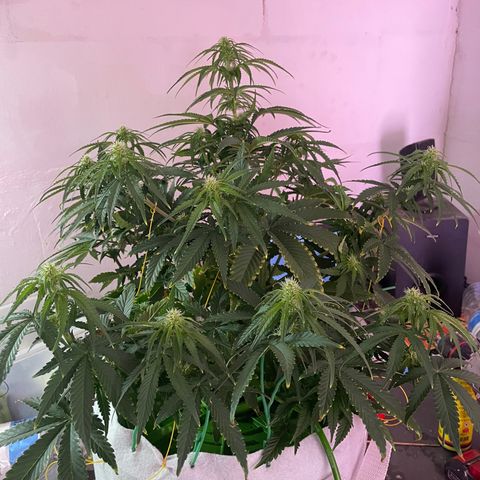 Strawberry Gorilla 🍓🦍, Bruce banner 🦖, OG kush growlog timeline photo
