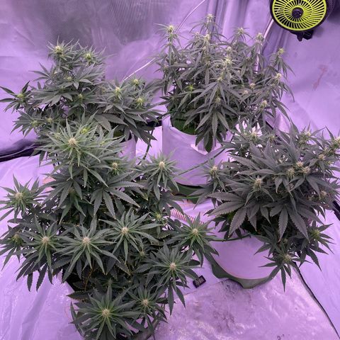 Strawberry Gorilla 🍓🦍, Bruce banner 🦖, OG kush growlog timeline photo