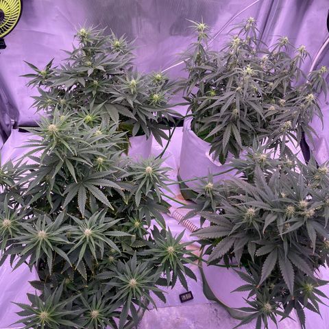 Strawberry Gorilla 🍓🦍, Bruce banner 🦖, OG kush growlog timeline photo