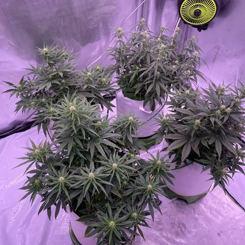 Strawberry Gorilla 🍓🦍, Bruce banner 🦖, OG kush growlog timeline photo