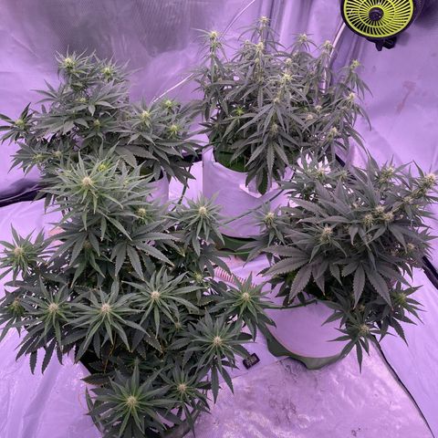 Strawberry Gorilla 🍓🦍, Bruce banner 🦖, OG kush growlog timeline photo