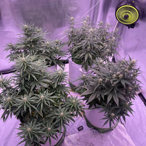 Strawberry Gorilla 🍓🦍, Bruce banner 🦖, OG kush growlog timeline photo