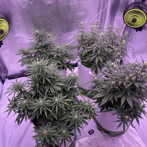 Strawberry Gorilla 🍓🦍, Bruce banner 🦖, OG kush growlog timeline photo