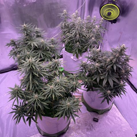 Strawberry Gorilla 🍓🦍, Bruce banner 🦖, OG kush growlog timeline photo
