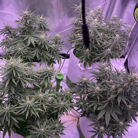 Strawberry Gorilla 🍓🦍, Bruce banner 🦖, OG kush growlog timeline photo