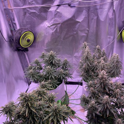 Strawberry Gorilla 🍓🦍, Bruce banner 🦖, OG kush growlog timeline photo