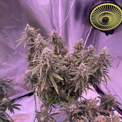 Strawberry Gorilla 🍓🦍, Bruce banner 🦖, OG kush growlog timeline photo