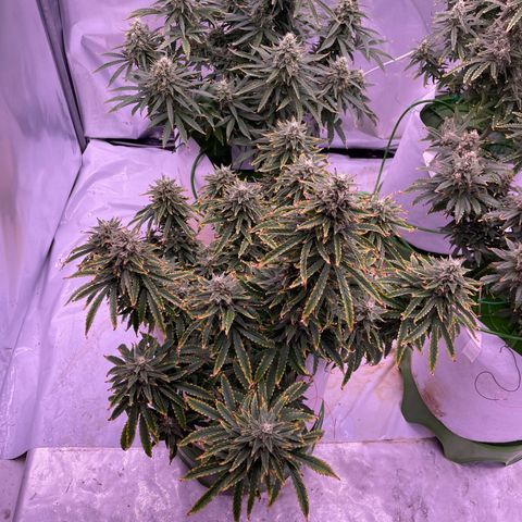 Strawberry Gorilla 🍓🦍, Bruce banner 🦖, OG kush growlog timeline photo