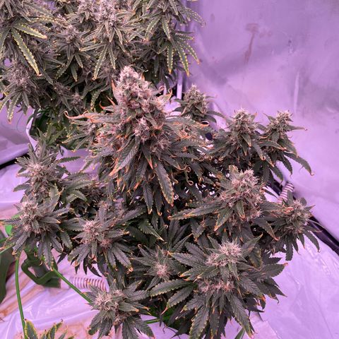 Strawberry Gorilla 🍓🦍, Bruce banner 🦖, OG kush growlog timeline photo