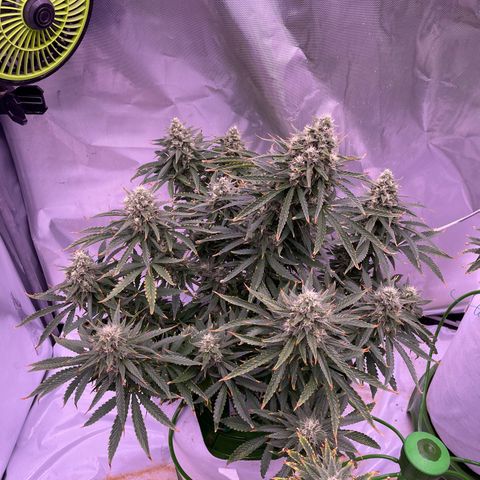 Strawberry Gorilla 🍓🦍, Bruce banner 🦖, OG kush growlog timeline photo