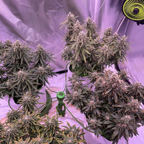 Strawberry Gorilla 🍓🦍, Bruce banner 🦖, OG kush growlog timeline photo
