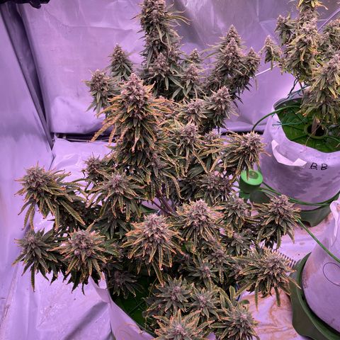 Strawberry Gorilla 🍓🦍, Bruce banner 🦖, OG kush growlog timeline photo