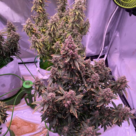 Strawberry Gorilla 🍓🦍, Bruce banner 🦖, OG kush growlog timeline photo