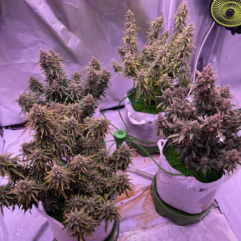 Strawberry Gorilla 🍓🦍, Bruce banner 🦖, OG kush growlog timeline photo