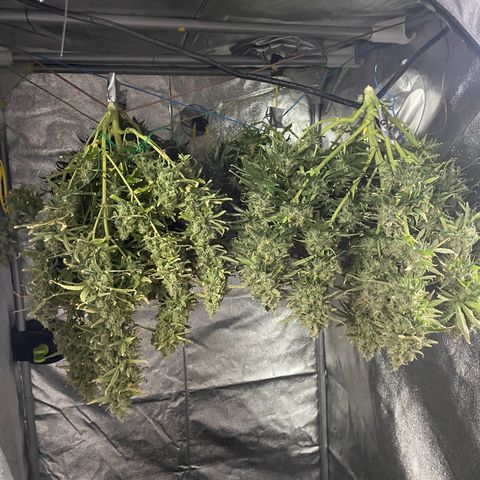 Strawberry Gorilla 🍓🦍, Bruce banner 🦖, OG kush growlog timeline photo