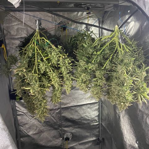 Strawberry Gorilla 🍓🦍, Bruce banner 🦖, OG kush growlog timeline photo