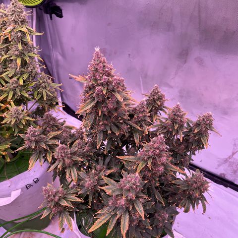 Strawberry Gorilla 🍓🦍, Bruce banner 🦖, OG kush growlog timeline photo