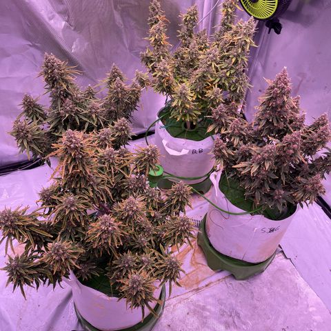 Strawberry Gorilla 🍓🦍, Bruce banner 🦖, OG kush growlog timeline photo