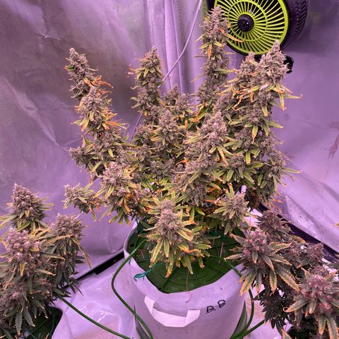 Strawberry Gorilla 🍓🦍, Bruce banner 🦖, OG kush growlog timeline photo