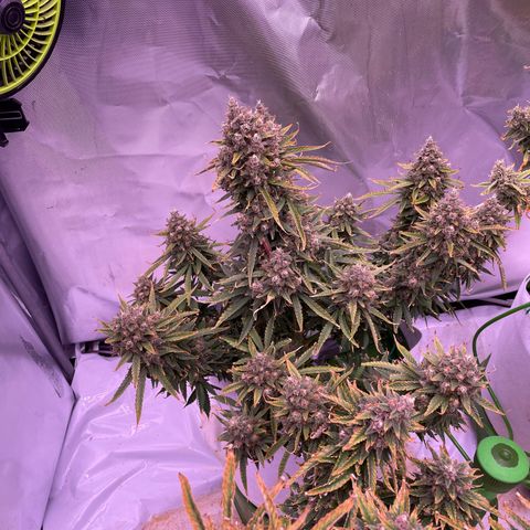 Strawberry Gorilla 🍓🦍, Bruce banner 🦖, OG kush growlog timeline photo