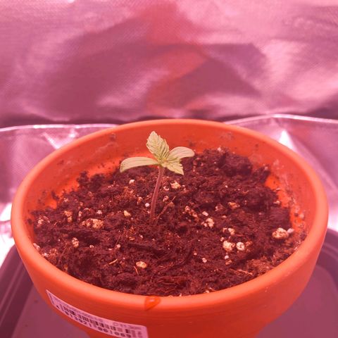 Mary/ erster Grow growlog photo: Dünger zugabe