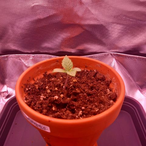 Mary/ erster Grow growlog timeline photo