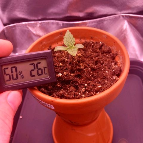Mary/ erster Grow growlog timeline photo