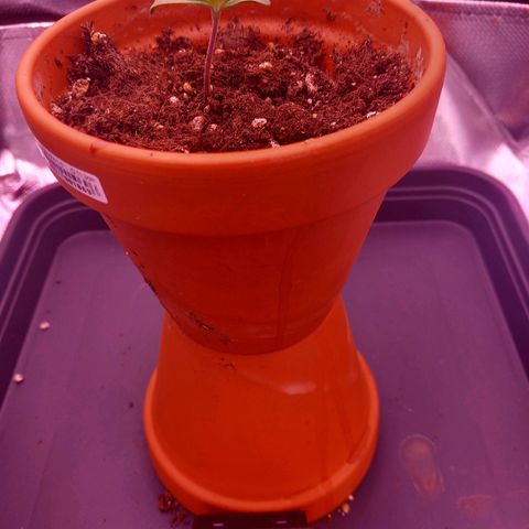 Mary/ erster Grow growlog photo: Gegossen 