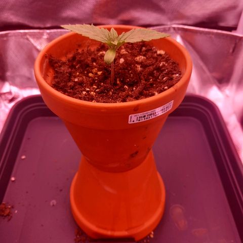 Mary/ erster Grow growlog timeline photo