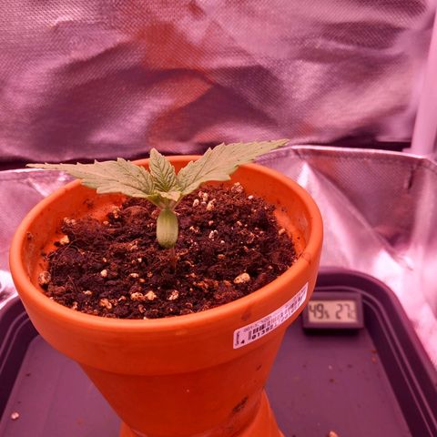 Mary/ erster Grow growlog timeline photo