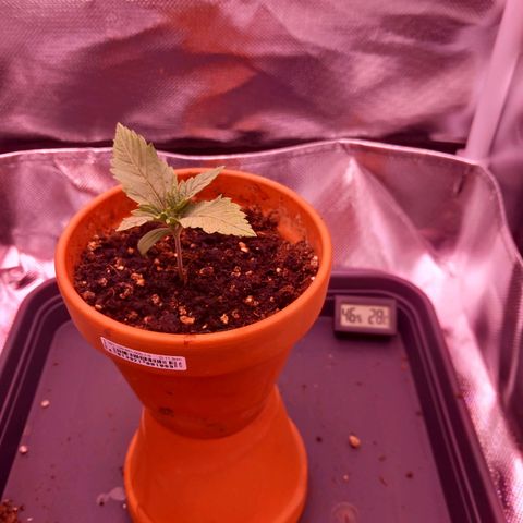 Mary/ erster Grow growlog timeline photo