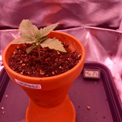 Mary/ erster Grow growlog timeline photo