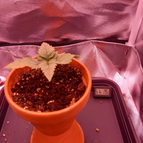 Mary/ erster Grow growlog timeline photo