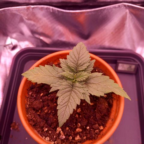 Mary/ erster Grow growlog timeline photo