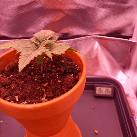 Mary/ erster Grow growlog timeline photo