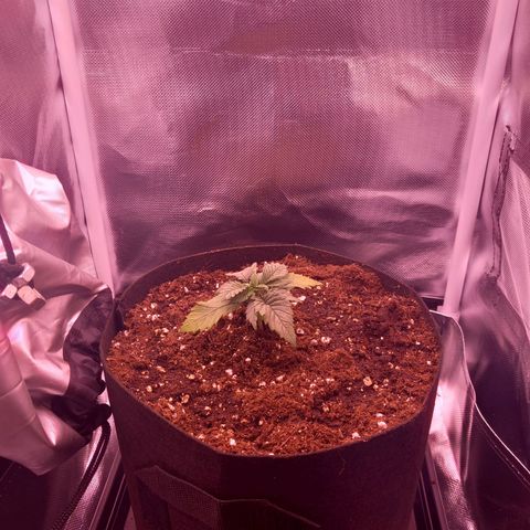 Mary/ erster Grow growlog timeline photo