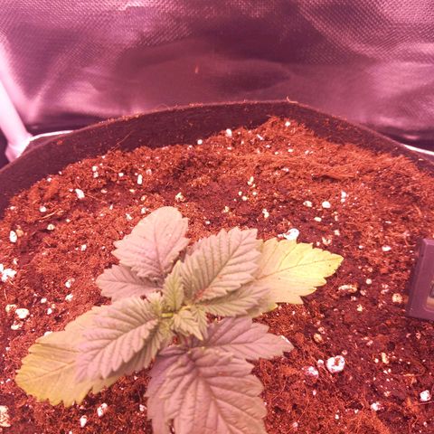 Mary/ erster Grow growlog timeline photo