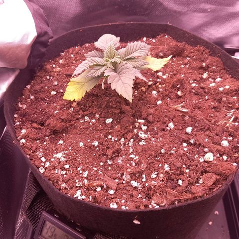 Mary/ erster Grow growlog timeline photo