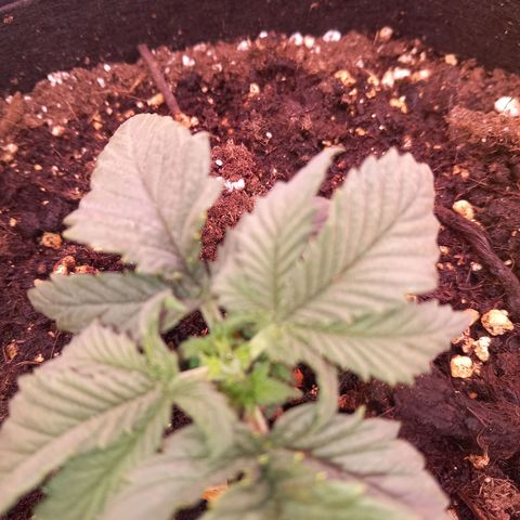 Mary/ erster Grow growlog timeline photo