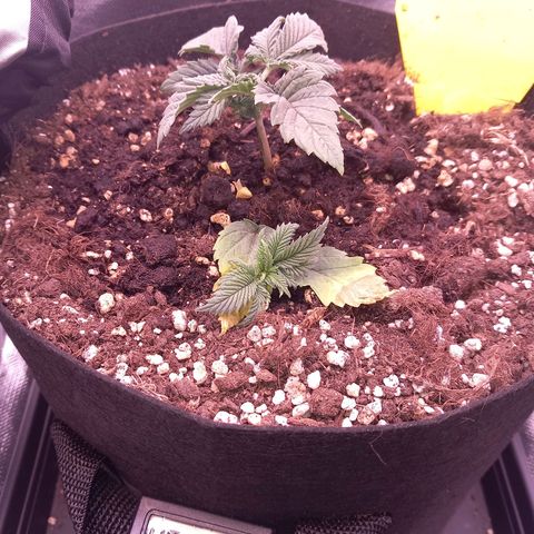Mary/ erster Grow growlog timeline photo