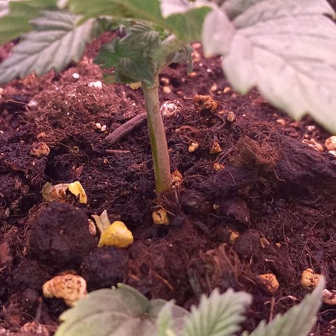 Mary/ erster Grow growlog timeline photo